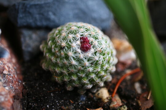 Pediocactus knoweltonii kaktus