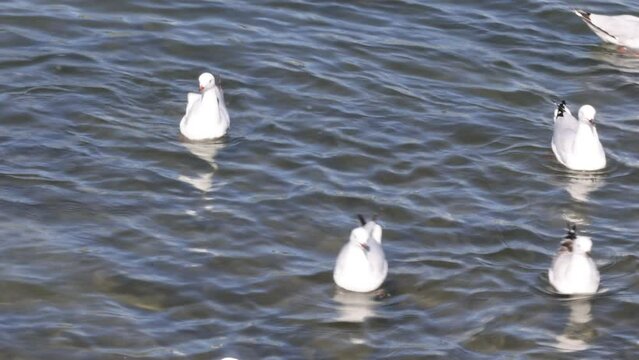 Red-Billed Gulls on Water: Serene Nature Footage