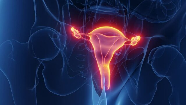 Animation of the female reproductive organs