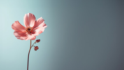 Schöne einzelne Blume rosa auf farbigen Hintergrund als Druckvorlage und Poster, ai generativ