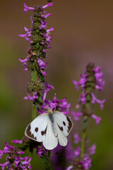 A cabbage butterfly (pieris brassicae)sitting on a blooming betony flower (betonica officialis)