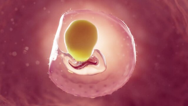 Animation of a 2 week old embryo inside the uterus