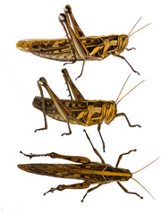 grasshopper It's a PNG file with a transparent background, Wood insects, pests, dangers,edible high protein food,Should be disposed of. Dangerous to plants.