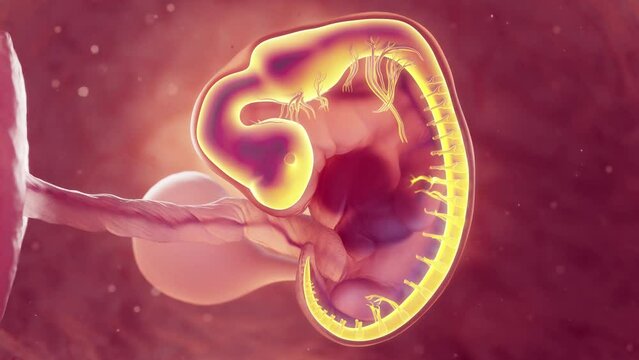 Animation of an embryo's nervous system at 6 weeks old