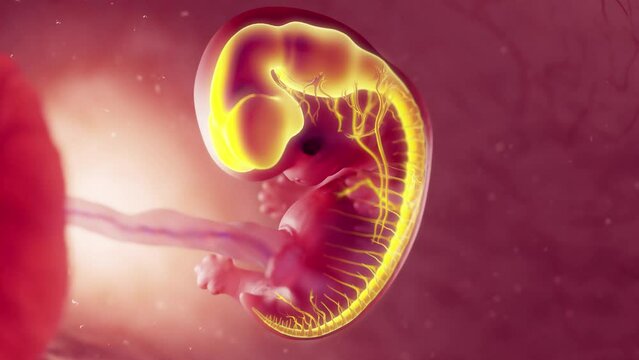 Animation of an embryo's nervous system at 8 weeks old