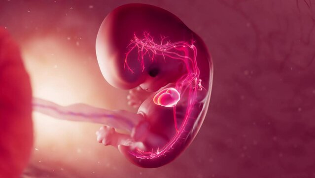 Animation of an embryo's cardiovascular system at 10 weeks