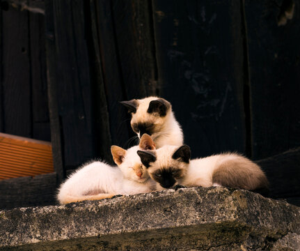 Siamese cats resting in a horreo in Asturias