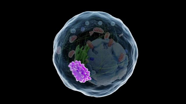Animation of the human cell's golgi apparatus
