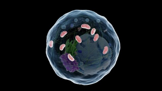 Animation of a human cell's mitochondria