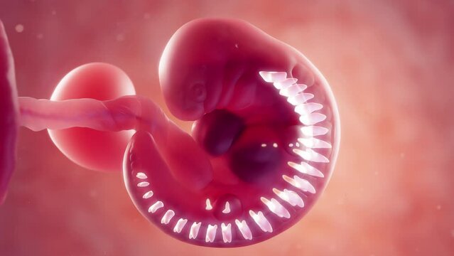 Animation of embryonic vertebra at 5 weeks gestation