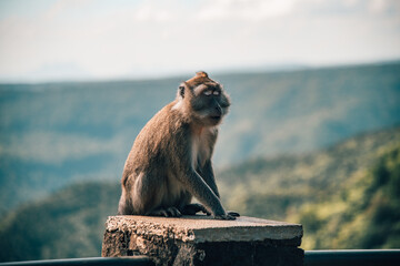 A monkey in the nature of the African island of Mauritius