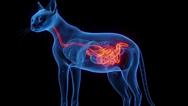 Animation of the digestive system of a cat