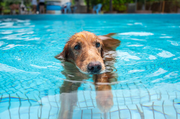 Golden Retriever Playing in the Pool