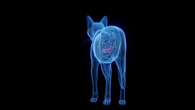 Animation of the pancreas of a cat