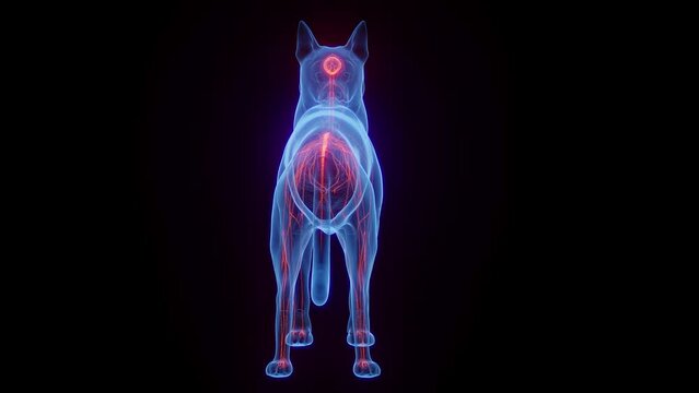 Animation of a dog's nervous system