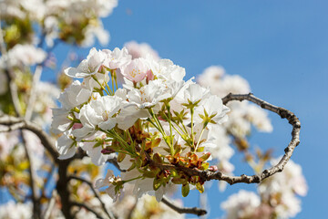 sakura blossom, sakura branches against the blue sky close-up