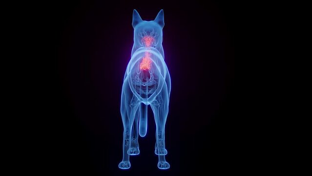Animation of a dog's spine