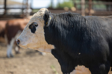 Cows, young individuals belong to artiodactyls. Calves, young animals of both sexes under the age...