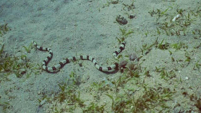Harlequin Snake Eel (Myrichthys colubrinus) crawls along sandy bottom covered with green sea grass in daytime, Slow motion
