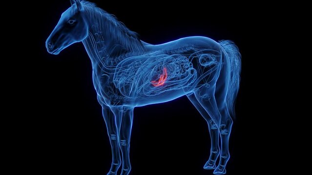 Animation of a horse's pancreas