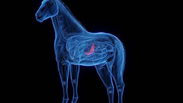 Animation of a horse's pancreas