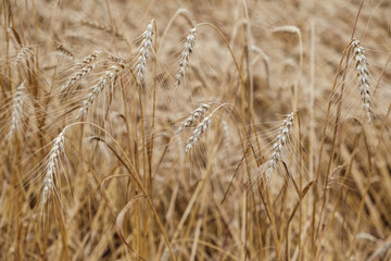 Rural landscape of a ripening harvest, Ripe wheat background close up