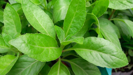 the green leaves of the plant are good for the earth and people