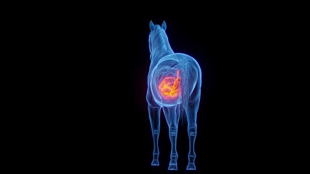 Animation of a horse's colon