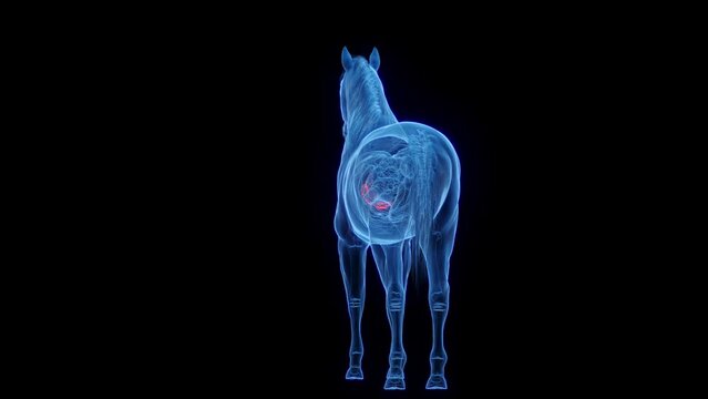 Animation of a horse's pancreas