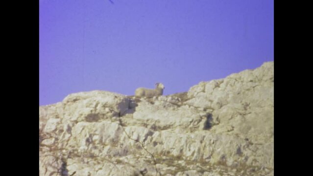 United Kingdom 1966, Goats Climbing Rocky Wall - 1960s Vintage Footage