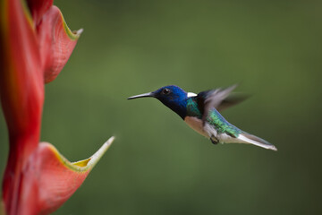 hummingbird feeding on a flower