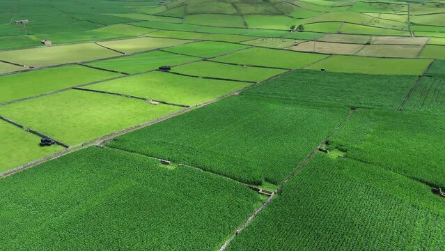 Paisagem rural dos a&ccedil;ores com pampos de milho e pastagens para bovinos leiteiros.