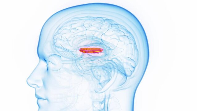 Animation of a man's medial globus pallidus