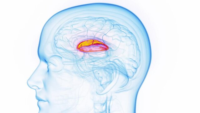 Animation of a man's putamen