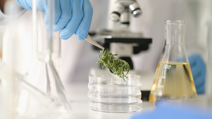 Cannabis buds are examined under microscope and hemp oil. Marijuana analysis in laboratory