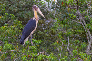 Lesser Adjutant from the Mangroves of India