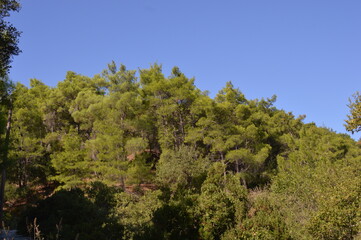 Greece, Rhodes island, pine forest in the mountains, pine trees and sky