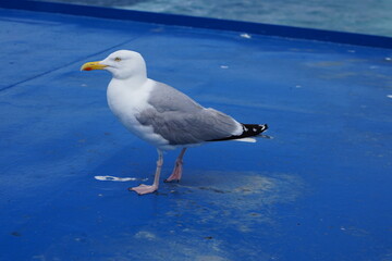 Möwe auf einem schiff als blider Passagier