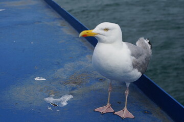 Möwe auf einem schiff als blider Passagier