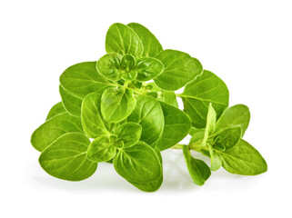 Oregano Herb green leaves bunch. Fresh oregano spicy herb for cooking. Gardening farming, isolated...
