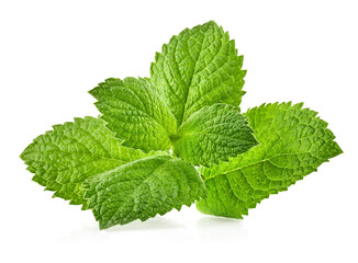 Fresh Green Mint leaves, organic herb and spice. Organic mint leaf. Natural gardening and farming...
