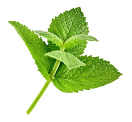 Fresh Green Mint leaves, organic herb and spice. Organic mint leaf. Natural gardening and farming and horticulture. Green refreshing mint leaves for cooking. Isolated on white background. PNG - 630282342