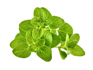 Oregano Herb green leaves bunch. Fresh oregano spicy herb for cooking. Gardening farming, isolated on white background. PNG - obrazy, fototapety, plakaty