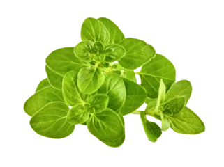 Foto op Plexiglas Oregano Herb green leaves bunch. Fresh oregano spicy herb for cooking. Gardening farming, isolated on white background. PNG © Yasonya