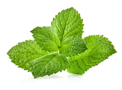 Fresh Green Mint leaves, organic herb and spice. Organic mint leaf. Natural gardening and farming and horticulture. Green refreshing mint leaves for cooking. Isolated on white background