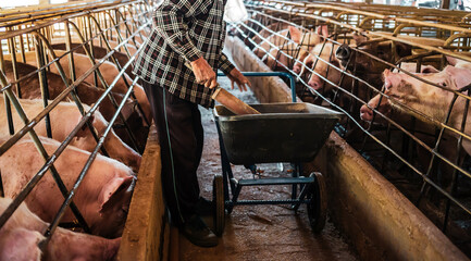 Pig farming. The farmer is feeding the pigs or cleans the pig farm. Back view of a farmer feeding Livestock on a dirty farm
