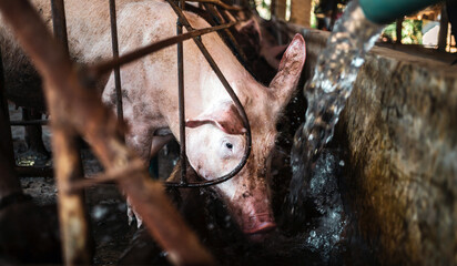 Close-up of a breeder pig drinking water after eating in a cage on a pig farm, Pig Breeding farm in...