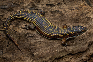 The Sudan Plated Lizard (Broadleysaurus major) also known as the Western Plated Lizard is diurnal African Lizard.