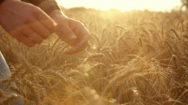 Man farmer agronomist touching ripe wheat ear on field separating it on grains to check ripening during amazing sunset. Male hands work on agricultural farm. Harvesting, food production, agribusiness