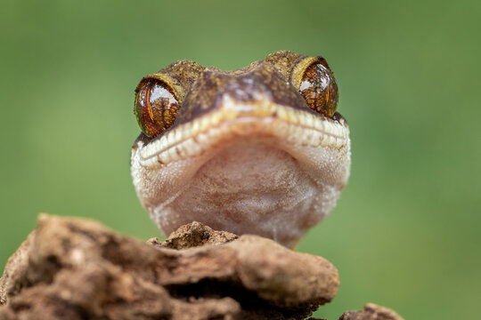 Closeup head of Bent-toed Gecko species Cyrtodactylus boreoclivus. The eye of the gecko reflects red.
